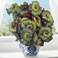 Image result for Begonia fusialata