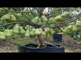 Wow World S Strangest Fruits That Look Like Aliens Youtube