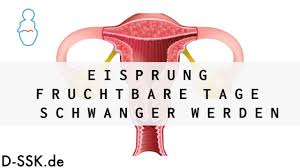 Viele frauen (und vielleicht auch du?) wissen nicht genau, wann ihr eisprung stattfindet. Eisprung Fruchtbare Tage Schwanger Werden D Ssk De Youtube