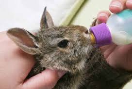 feeding baby rabbits baby rabbit food and care for orphan