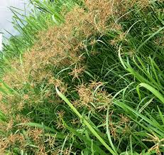 Image result for Cyperus sp.no.7