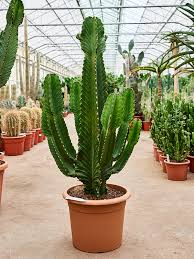 Image result for Euphorbia ingens