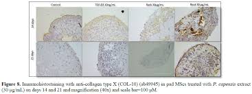 Image result for Pleurostylia capensis