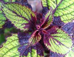 Image result for Coleus alpinus