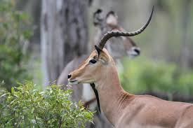 Img 3573 African Animals African Animals With Horns African Wildlife