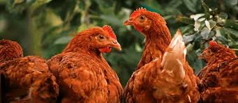 We've been keeping a small flock of backyard chickens (between 5 and 9) for six years whom we've dubbed the cottage hens. The Benefits Of Keeping Chickens The Permaculture Research Institute