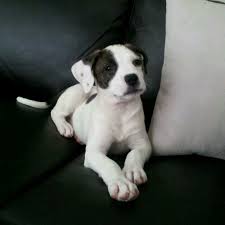 Black And White Boxer Bulldog Mix Boxer Pitbull Mix Puppies Pinterest Pitbull Boxer Boxer Mix Puppies Pitbull Mix Puppies