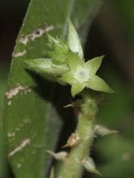 Image result for Psilotrichum