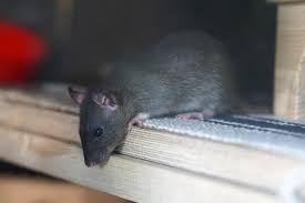 Its main focus is on bed bugs but it can also exterminate ants, roaches, bugs, mosquitoes, and rodents. Best Pest Control Services Company In Mumbai Thane Pune Goa Borivali