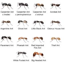 Pin By Kinda Reiter On Ants Insect Species Types Of Ants