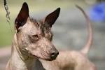 Mexican Hairless Dog Puppies for Sale from Reputable Dog ...