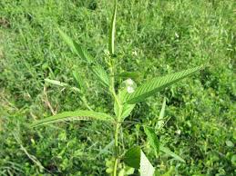 Image result for Caperonia