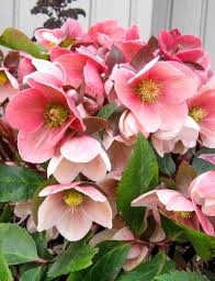 Looking for something to plant in that shady area of your garden? Winter Rose Hgc Pink Frost Tesselaar