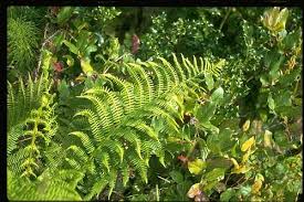 Image result for Cycnium filicalyx