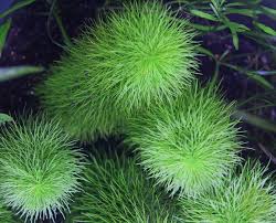 Image result for Limnophila indica