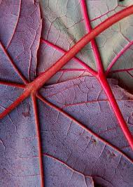 Natural Abstract Nature Texture Abstract Photography Patterns In Nature