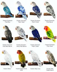 Google has many special features to help you find exactly what you're looking for. Gambar Burung Lovebird Hitam Putih Crimealirik Page