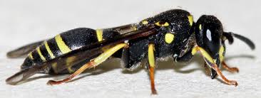 Check spelling or type a new query. Black And Yellow Wasp Ancistrocerus Adiabatus Bugguide Net