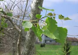 Image result for Populus deltoides