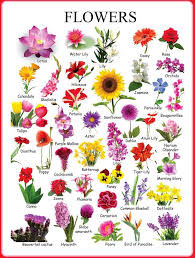1000 Free English Lessons With Esl Worksheets Eslbuzz Learning English Flower Names Flower Chart English Vocabulary