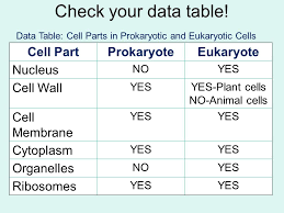 Prokaryotic Versus Eukaryotic Cells Ppt Download