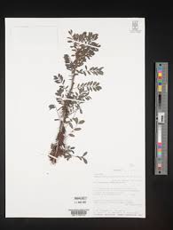 Image result for Indigofera bainesii