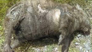 Image result for dead wombat