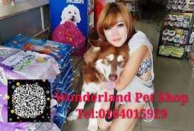 Dog's papa pet shop, george town, malaysia. Wonderland Pet Shop Penang 0164015929 Posts Facebook