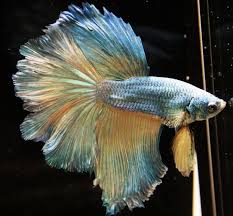 Pin On Underwater Inspiration