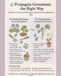 Image result for cuttings of geraniums