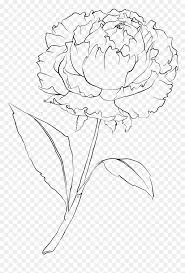 Maybe you would like to learn more about one of these? Drawn Peony Flower Png Simple Peony Flower Drawing Transparent Png Vhv