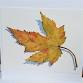 Watercolor Workshop - Autumn Leaves event image