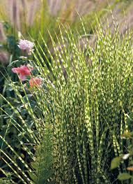 Maybe you would like to learn more about one of these? The Best Maiden Grasses For Your Garden Garden Gate