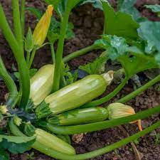Maybe you would like to learn more about one of these? 15 Zucchini Growing Mistakes New Gardeners Often Make Gardening