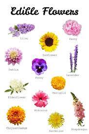 Edible Flowers Google Search Edible Flowers Recipes Edible Flowers Flower Food