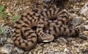 Il n'avait pas été observé vivant depuis sa découverte en 1953. La Vipere Serpent Dont On Craint Les Morsures