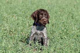 Find german shorthaired pointer puppies for sale with pictures from reputable german shorthaired pointer breeders. German Wirehaired Pointer Wall Art Fine Art America