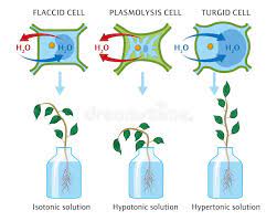 They absorb mineral ions by active transport, against the stomata are tiny holes found in the underside of leaves. Osmosis In Plant Cells Stock Vector Illustration Of Roots 164366000