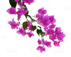 Closeup Of Bougainvillea Flowers And Leaves Isolated On White Flowers And Leaves Bougainvillea Flowers