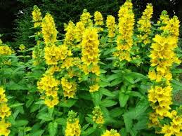 One of the greatest challenges for gardening enthusiasts and botany student is identifying plants.with more than 375,000 known species of plants in the world and more being discovered every day, people certainly have a lot of materials and resources to look through. Browse And Search The Tortoise Table Plant Database