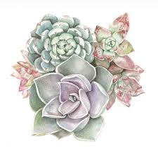 Abonado en las plantas suculentas. Succulent Watercolor Print Pastel Assortment Como Dibujar Cosas Impresion De Cactus Impresion Con Acuarela