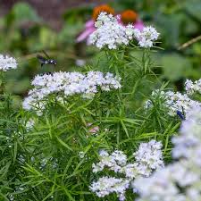 Image result for Ocimum minutiflorum