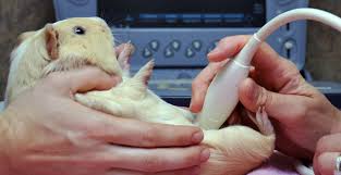 Exotic Pets Veterinary Care - Stafford Veterinary Center CT