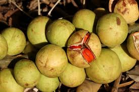 Image result for Aphanamixis