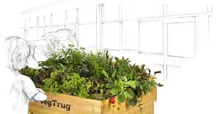From seed to sunset ep 3. Vegtrug See What You Can Grow
