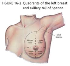 Maybe you would like to learn more about one of these? Chapter 17 Breasts And Regional Lymphatics Studyhippo Com
