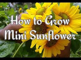 How To Grow And Care Sunflower Youtube