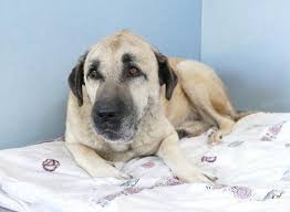 Wir sammeln bis zu 1.792 anzeigen von hunderten kleinanzeigen portalen für dich! Imposanter Kangal Sucht Ein Zuhause In Landlicher Gegend Bei Erfahrenen Hunde Kenner Geeignet Auch Fur Familie Mit Standfesten Kindern Ab Ca 12 Jahren