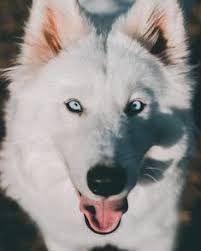 77 Best Husky Eyes Images Husky Husky Puppy Cute Dogs