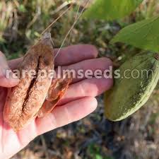 Image result for Amphilophium crucigerum